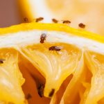 Bananfluer