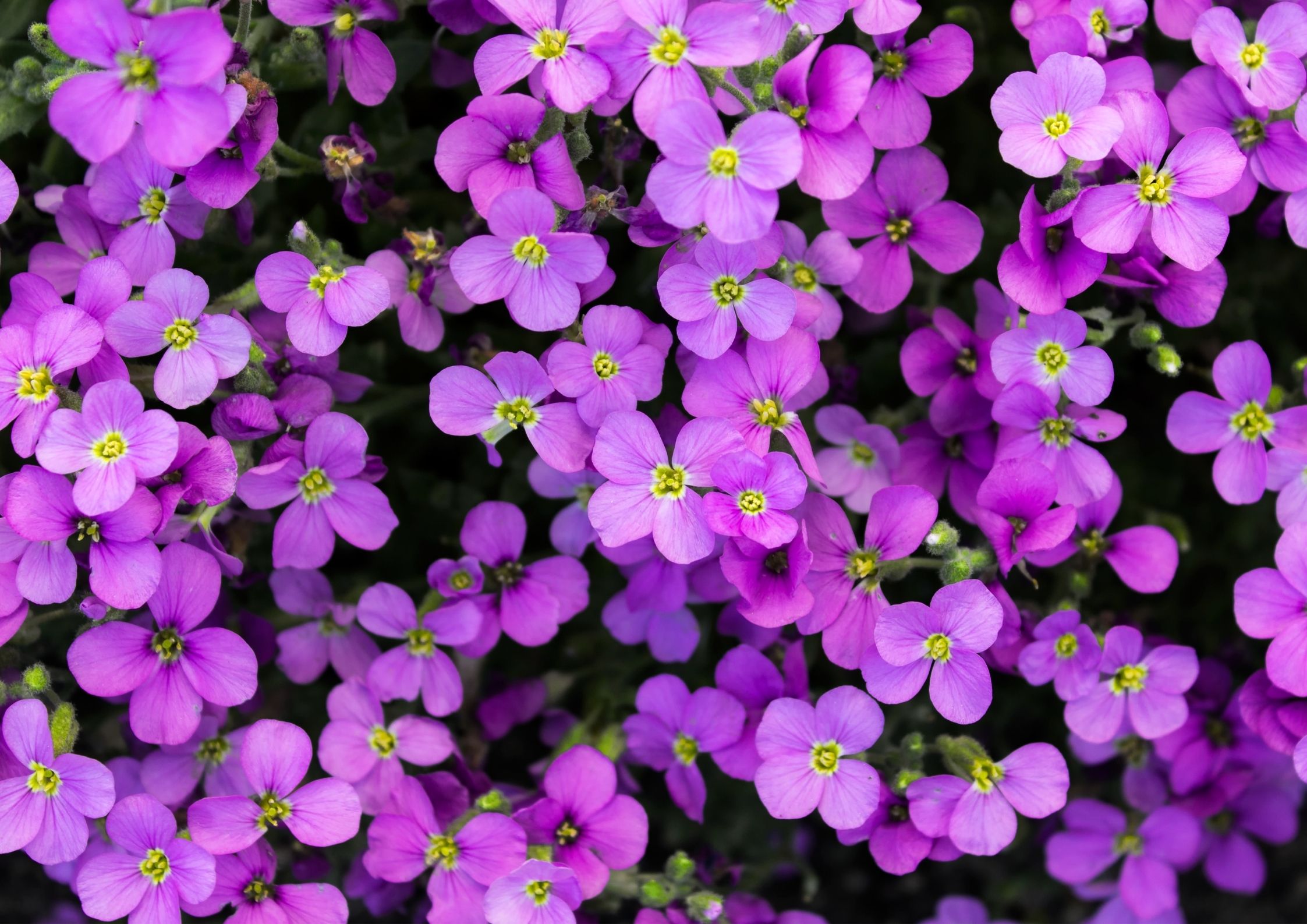 Pudephlox