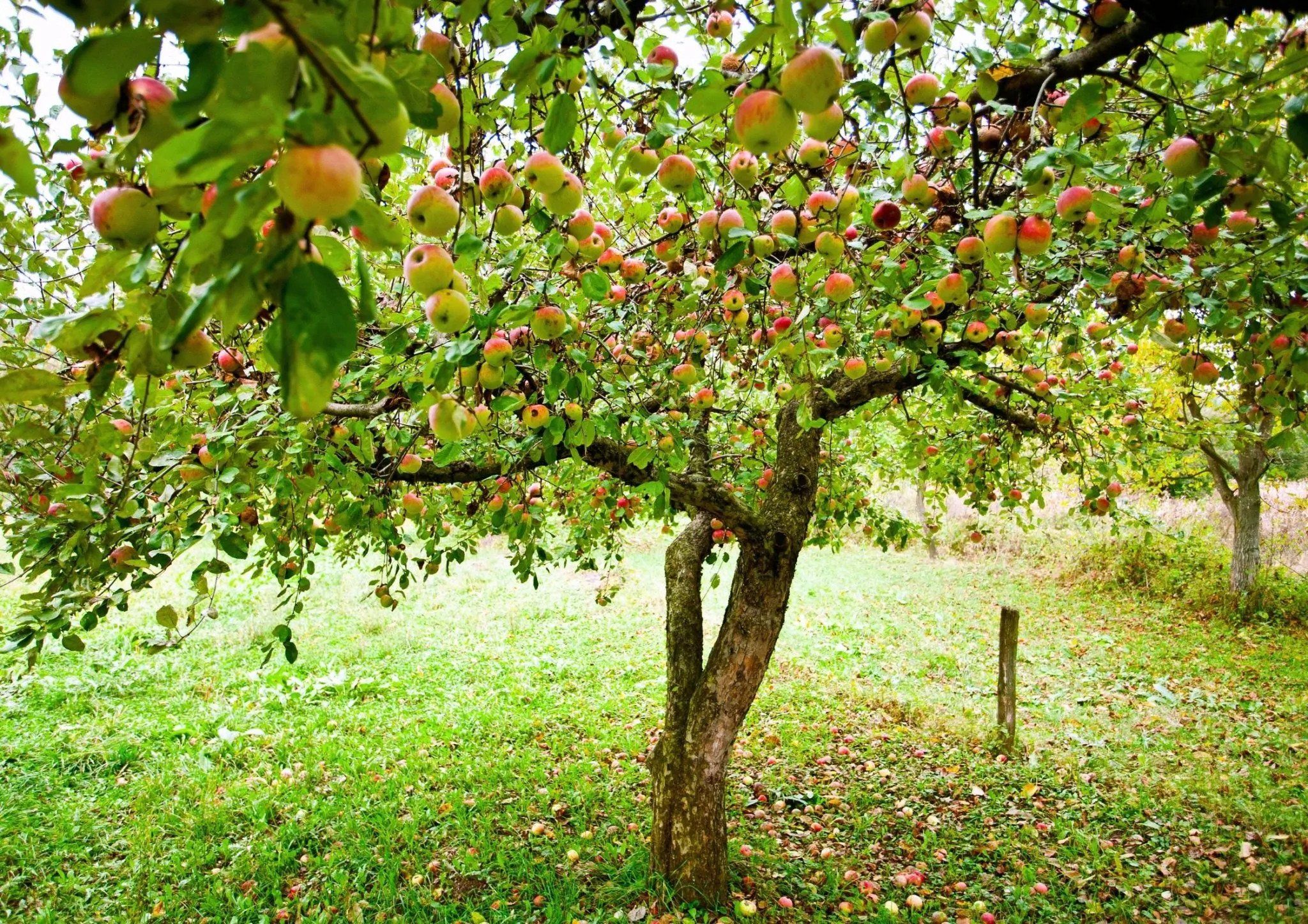 Beskæring af æbletræer