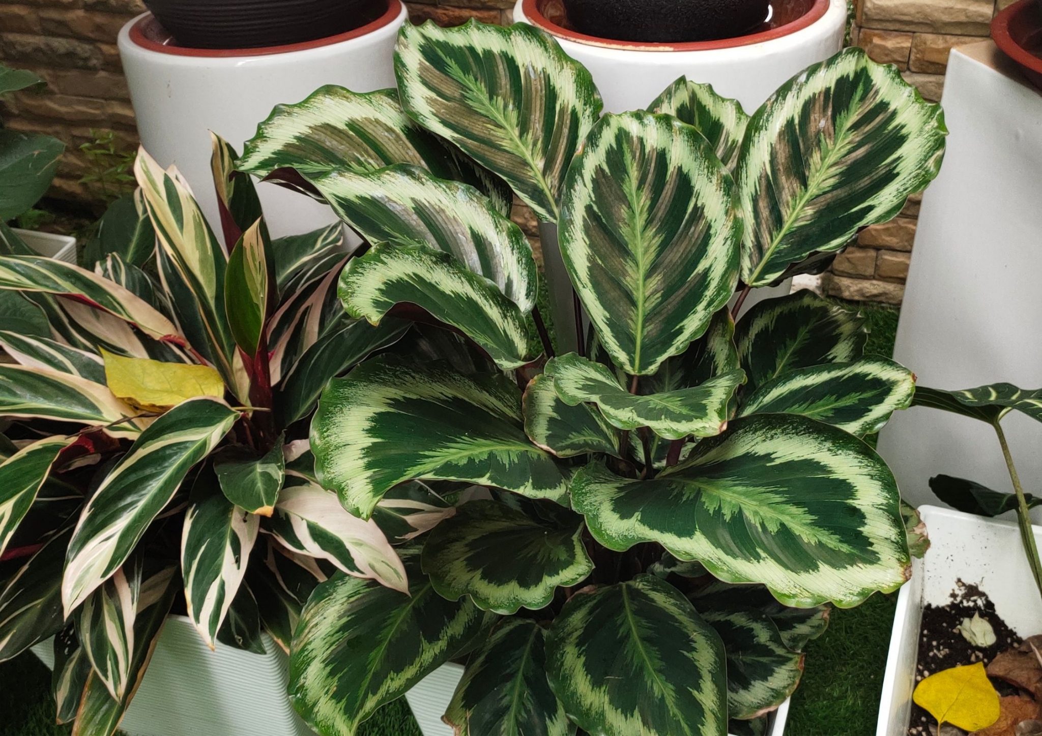 calathea