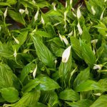 fredslilje i mørkt rum