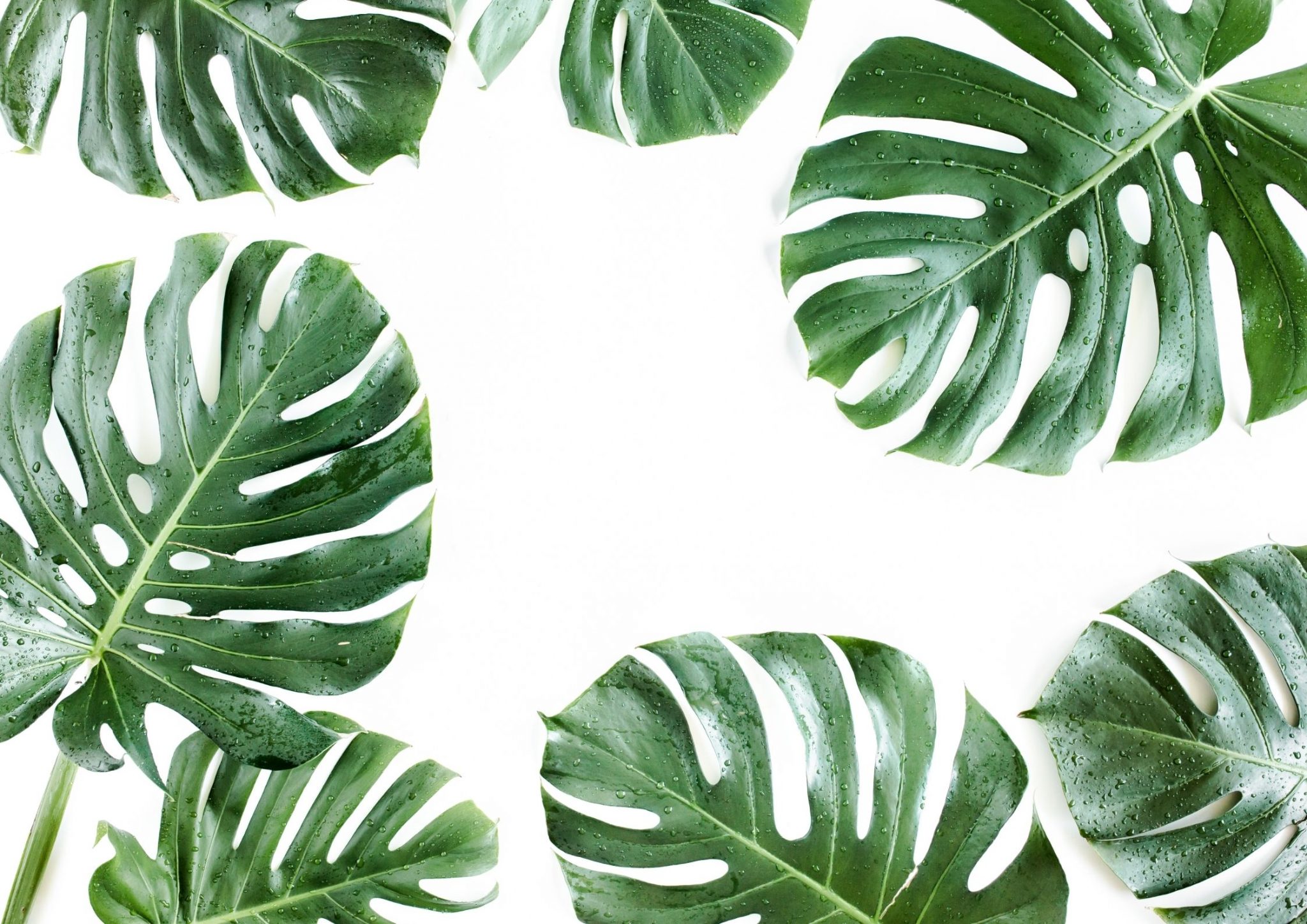 monstera