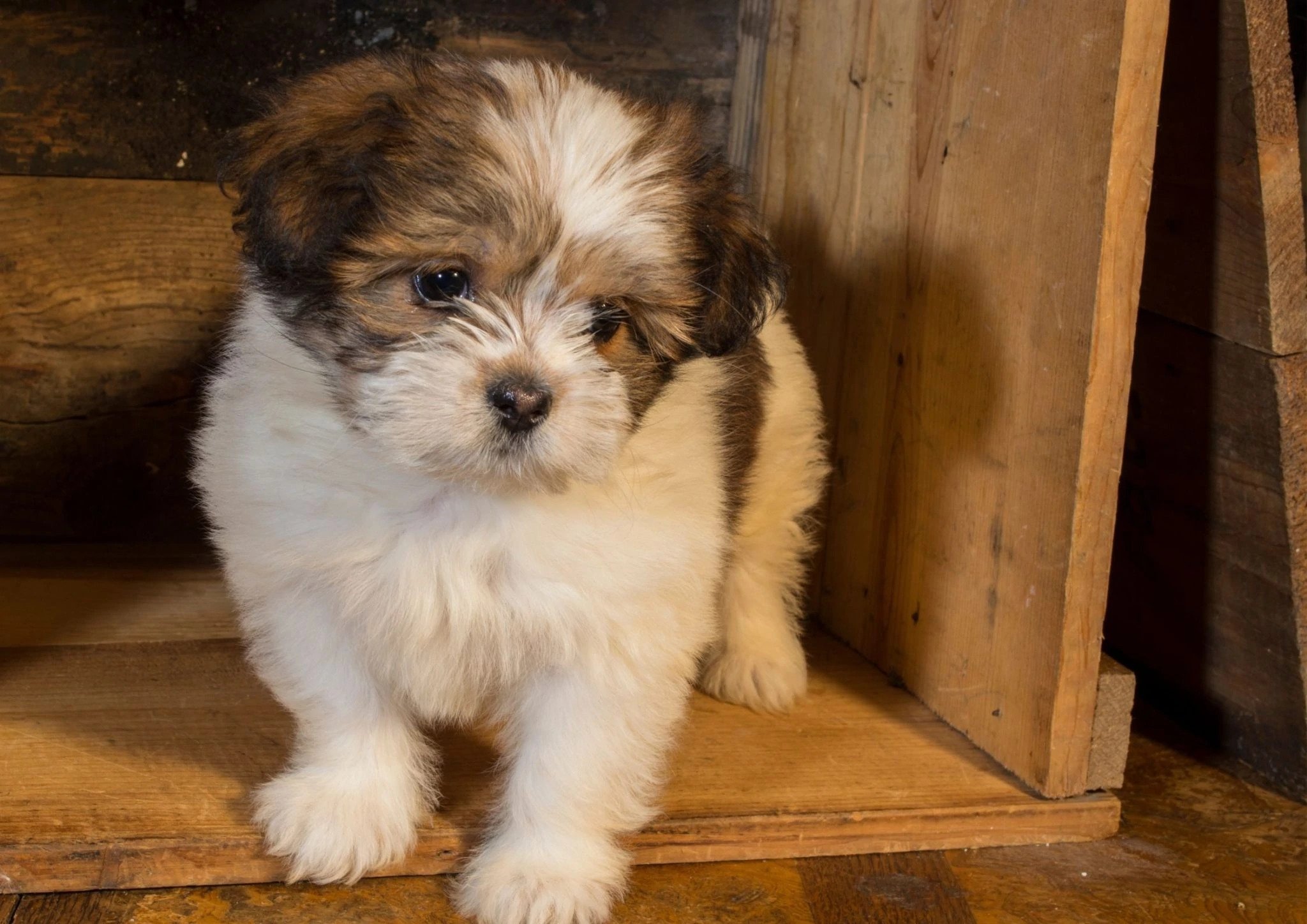 Lhasa apso