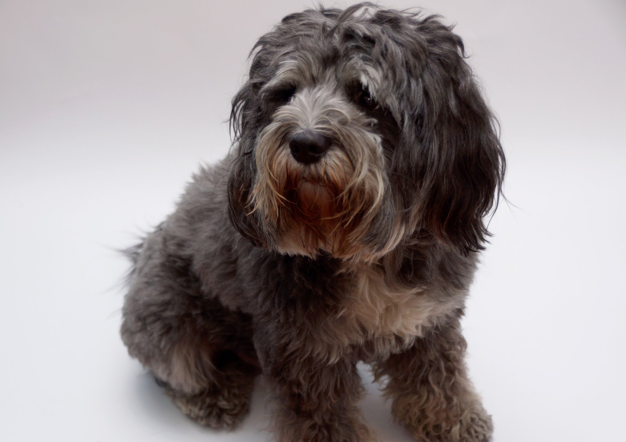 Tibetansk terrier