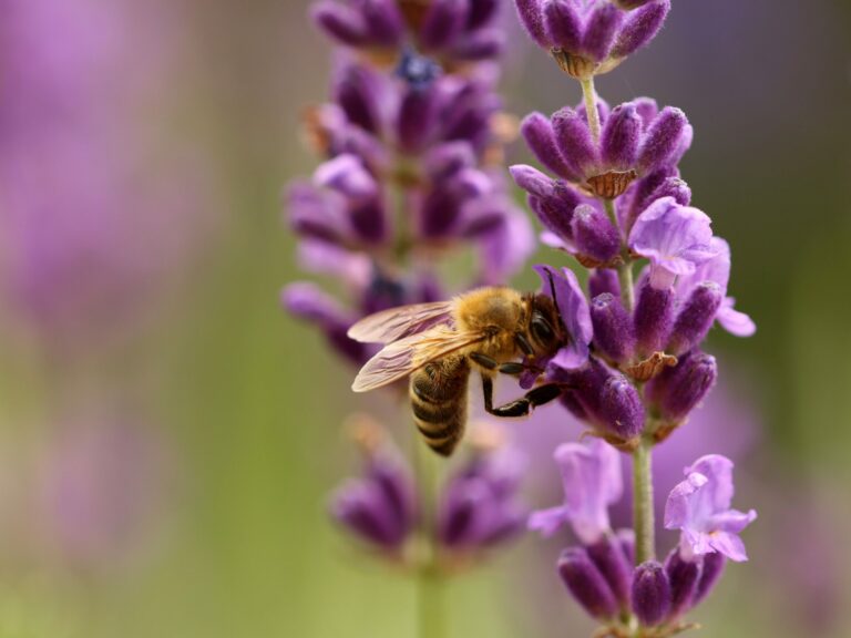 Overvintring af lavendel